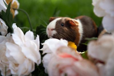 Cricket the guinea pig surrounded by flowers