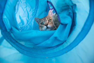 Dino the cat in a blue play tunnel