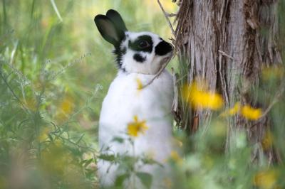 Haru the rabbit in some grass with yellow flowers