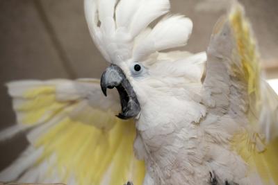 Lollipop the cockatoo with crest upright, wings out and beak open