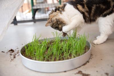 Poe the cat pawing at a round tray of cat grass