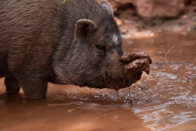 Smokey the pig in a mud puddle