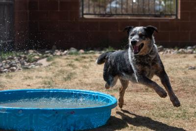 Zorro the dog running by a small blue kiddie pool