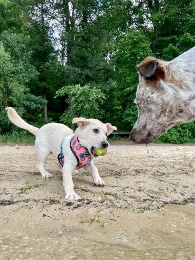 Small dog playing with ball in mouth while another dog watches