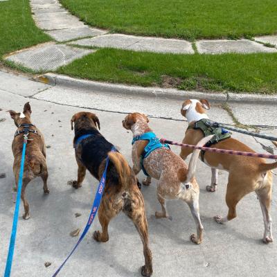 Group of four dogs walking on leashes