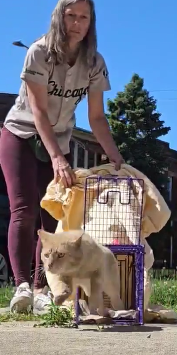 Liz releasing a cat from a live trap