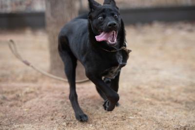 Llorona the puppy running outside with tongue hanging out of her mouth