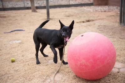 Llorona the puppy with a giant bed ball