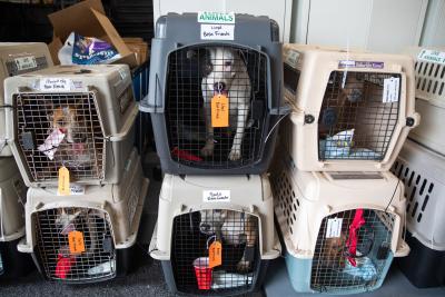 Three large transport carriers containing dogs from the transport