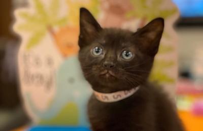 Black kitten wearing a paper collar with colorful background behind him