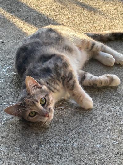 The mama cat without her kittens lying on a floor