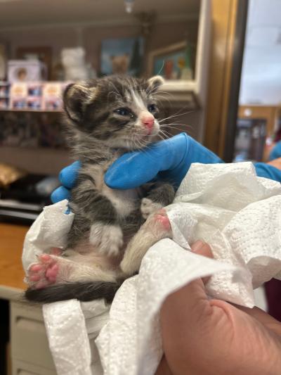 Person holding a tabby and white kitten in a paper towel
