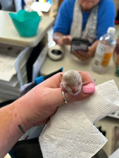 Person's hand holding a tiny neonatal kitten