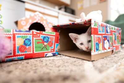 Loquat the kitten peeking out from a wrapped box