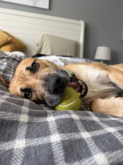 Eugene the dog lying down with a tennis ball in his mouth