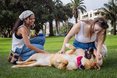 Louise the dog lying down outside on an adventure buddy outing with two people