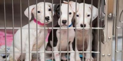 Three white puppies sitting together in a kennel