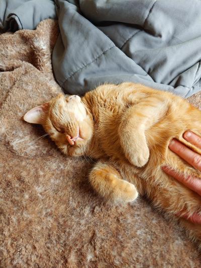 Suneater the orange tabby cat sleeping on his side while a person pets his belly