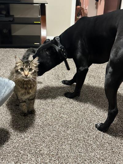 Lowe the cat being sniffed by a large dog