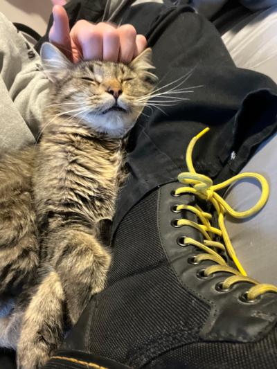 Lowe the cat being petted on a lap