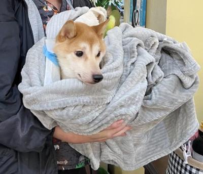 Person holding a dog wrapped in a blanket