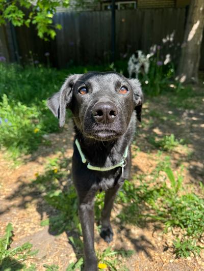 Luca the dog outside in a fenced yard