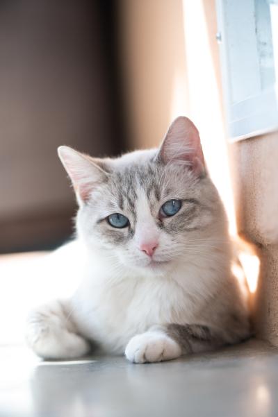 Luna the cat with blue eyes and a pink nose