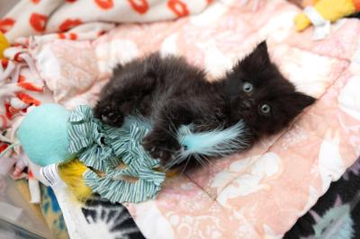 Lutron the kitten lying on a cat mat playing with a feature toy