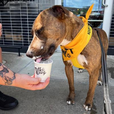 Jinx the dog wearing a yellow bandanna and licking whipped cream out of a cup while out at a K9 to 5 program event