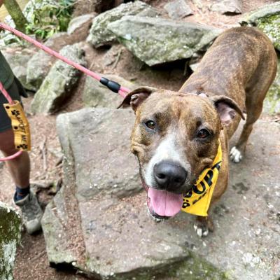 Jinx the dog on a leash and wearing a yellow bandanna, standing on a rock