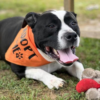 Nathan, a black and white pit-bull-type dog lying in the grass and wearing an orange "adopt me" bandanna, with a stuffed toy in front of him