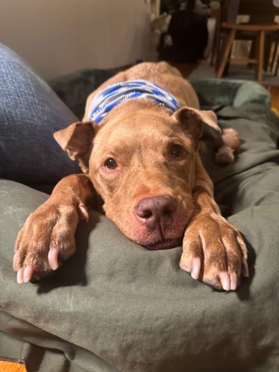 Macchiato the dog lying with his front paws outstretched on the couch