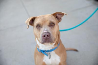 Brown and white dog on a leash