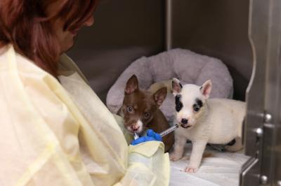 Person syringe feeding Potato the puppy