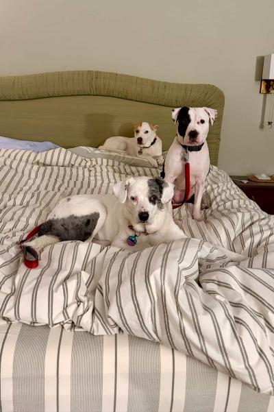 Maggie the dog in bed with two other dogs