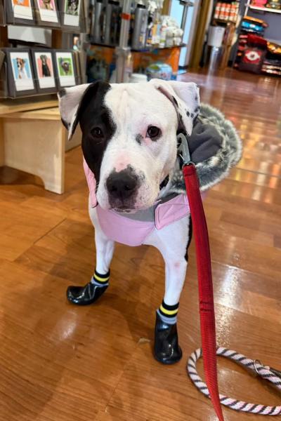 Maggie the dog wearing a jacket and booties