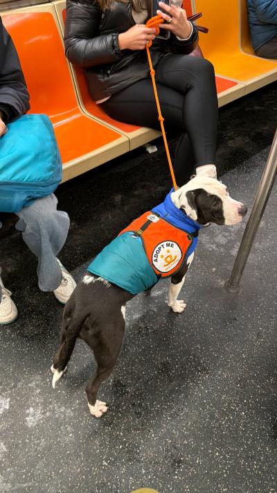 Maggie the dog wearing her "Adopt Me' vest