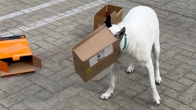 Magnus the dog with his head in a cardboard box doing nose training