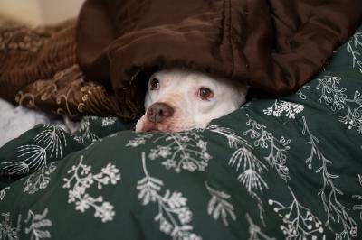 Mai Tai the dog under a brown blanket