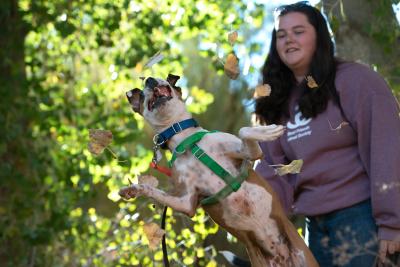 Dog jumping up in the air after an item while a person watches and foliage behind them