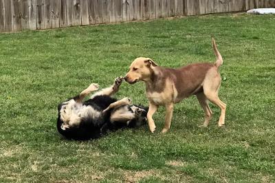 Rein playing with another dog in a yard