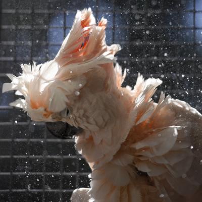 Cockatoo parrot getting a shower