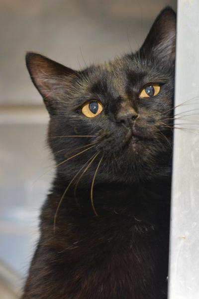 Black cat rubbing against a wall