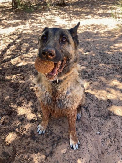 Marge the dog shows off her favorite ball in her mouth