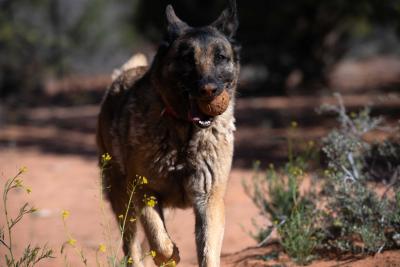 Marge the dog running with her ball in her mouth
