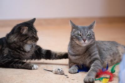 Nigel and Franklin the cats lying together on the floor back at the lifesaving center when they were Marky Mark and Coddle