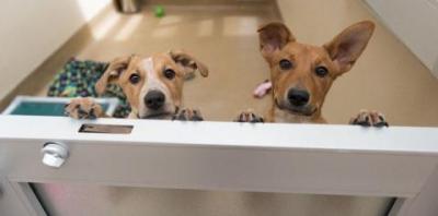 Two puppies peeking over door