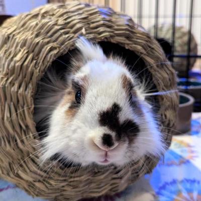 Martin the rabbit by himself in a basket enclosure
