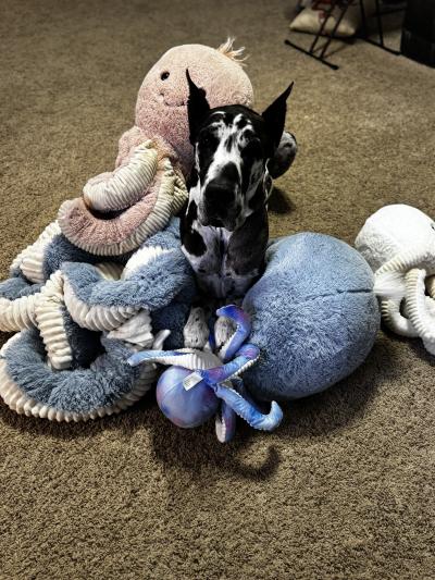 Jack the great Dane surrounded by large plush octopus toys