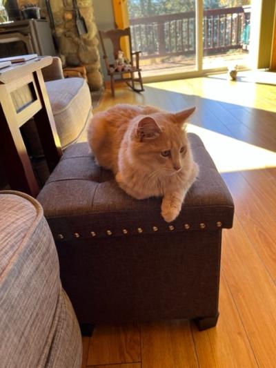 Sammy the orange tabby cat lying on an ottoman